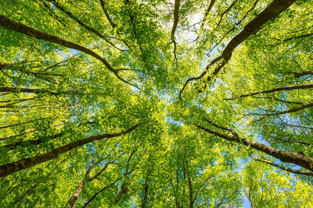 environnement-ecologie-arbres